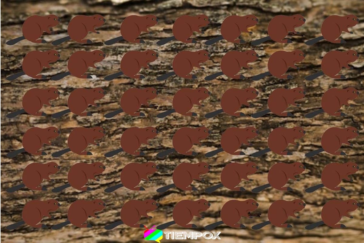 Test visual - Créditos: TiempoX