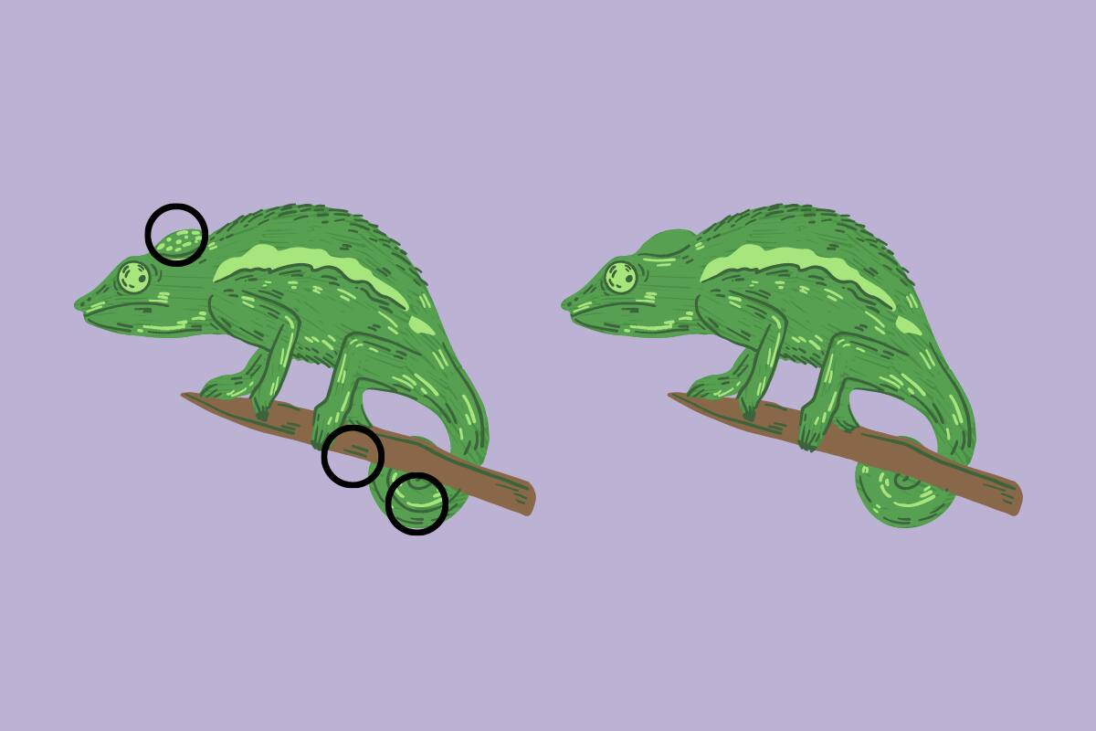 ¡Aquí estaban las 3 diferencias entre los camaleones!