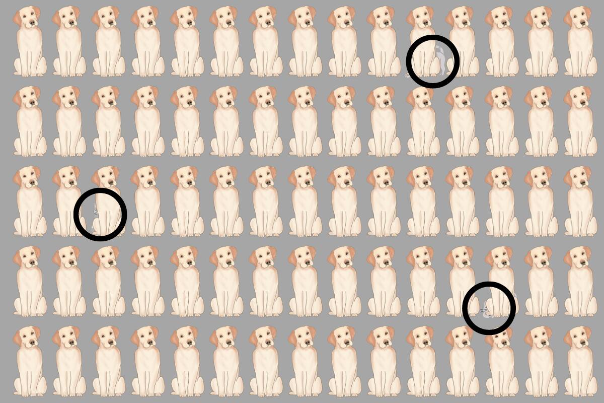 ¿Encontraste a los gatos? ¡Aquí estaban!