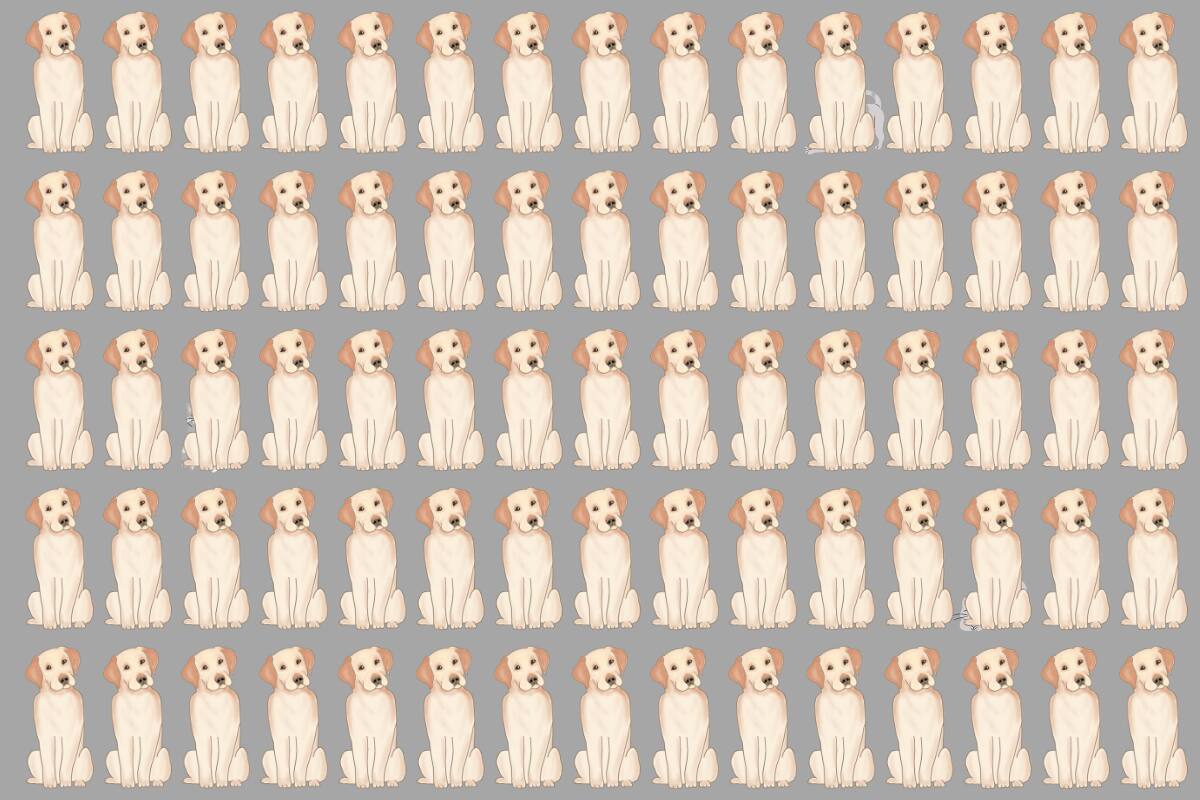 ¿Eres capaz de encontrar a los 3 gatos escondidos?