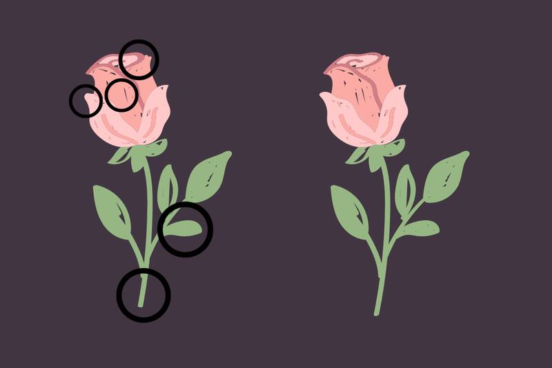 ¡Aquí estaban las diferencias entre las rosas!