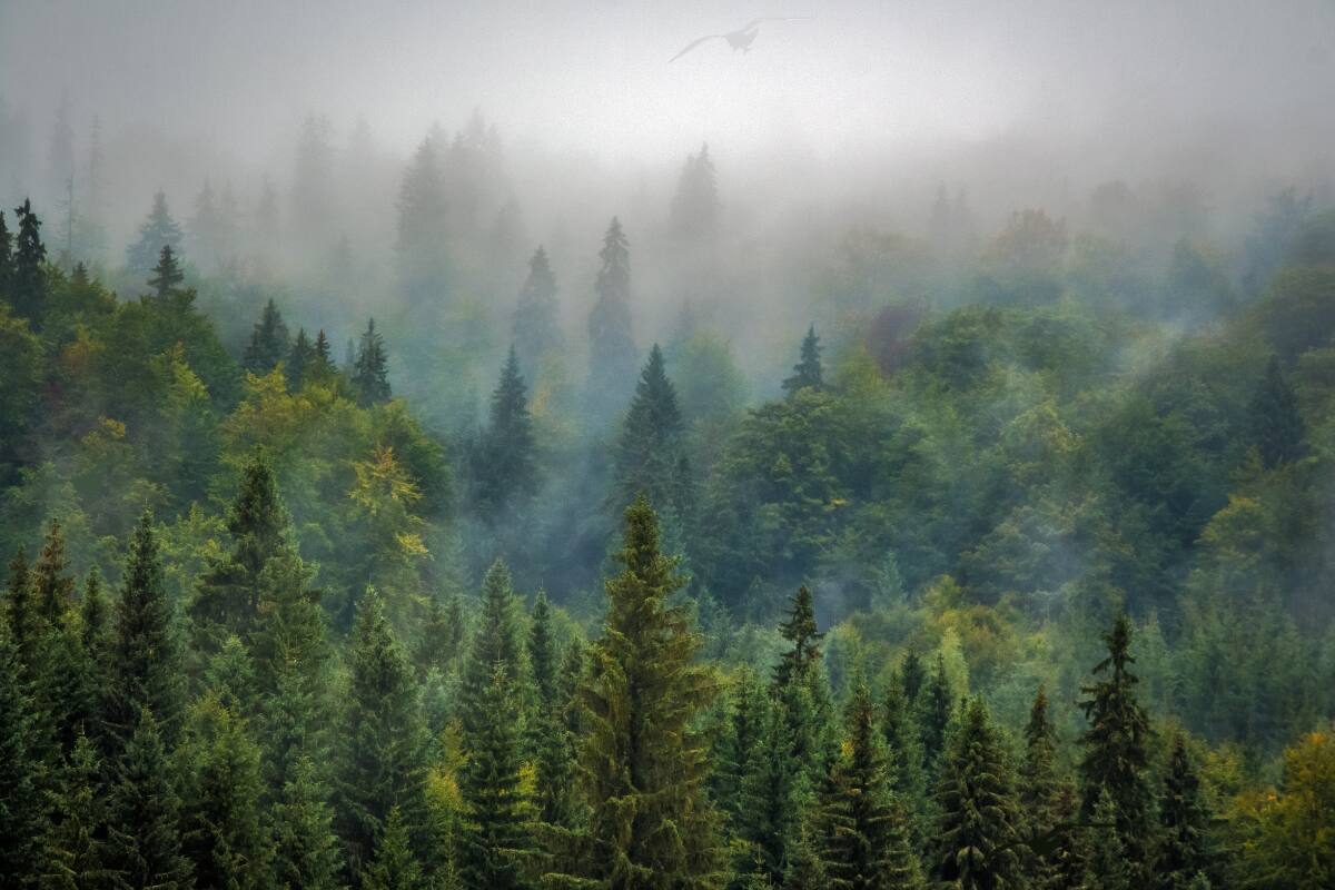 ¿Eres capaz de ver las tres gaviotas en el bosque?