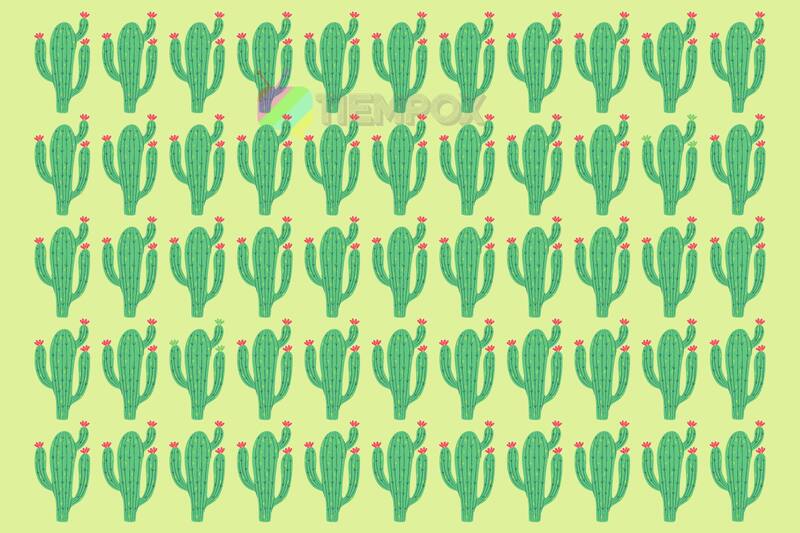 Test Visual ¿Dónde están los dos cactus distintos? - Créditos: Tiempox.com